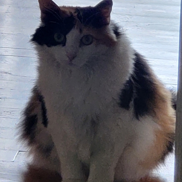 Meet your Posher, Deshante - Picture 5 of 8